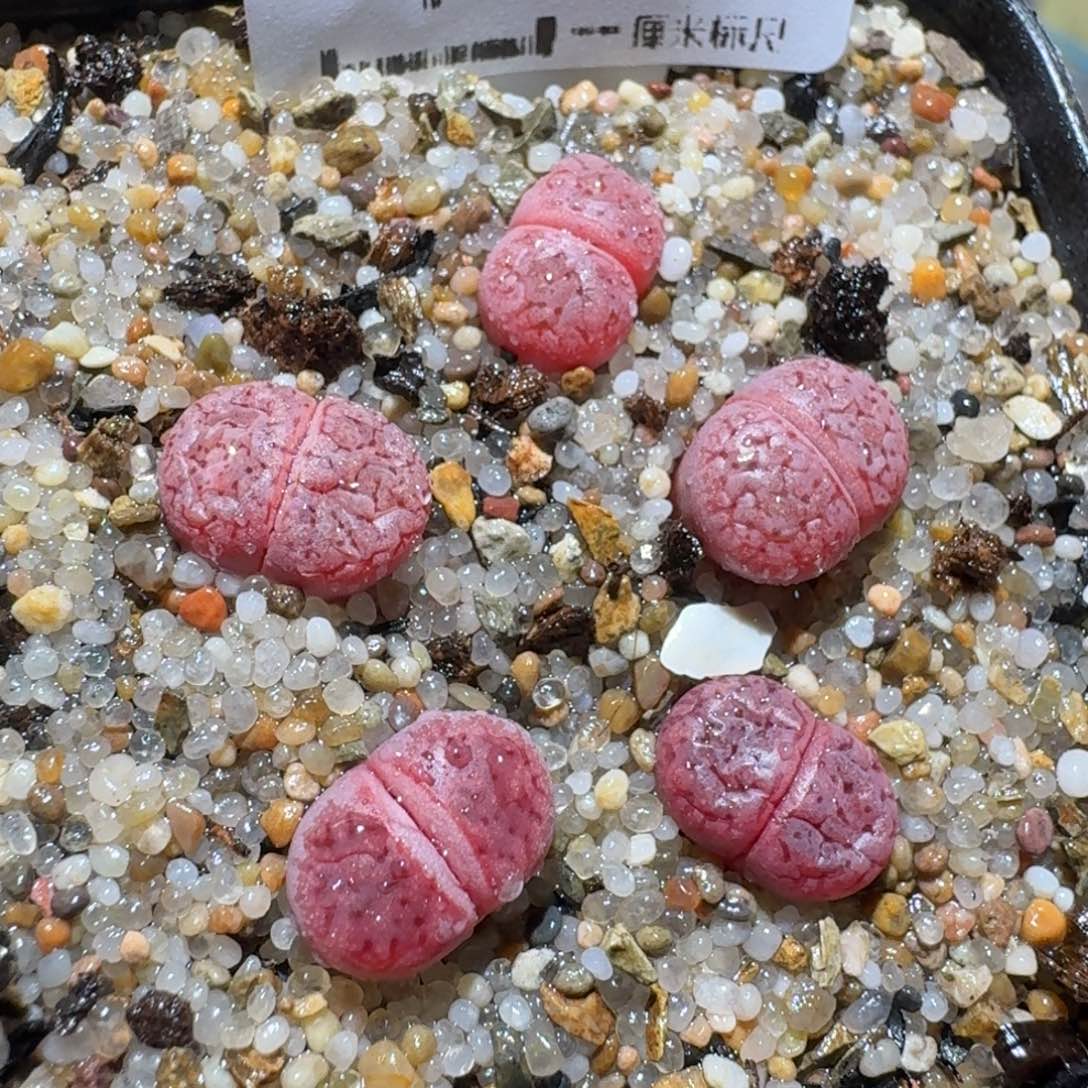 z小黄车里捡漏啦1324