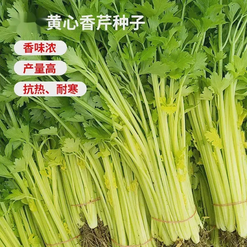 黄心香芹种子实心芹菜种籽小香芹菜籽青菜春夏秋季蔬菜种孑