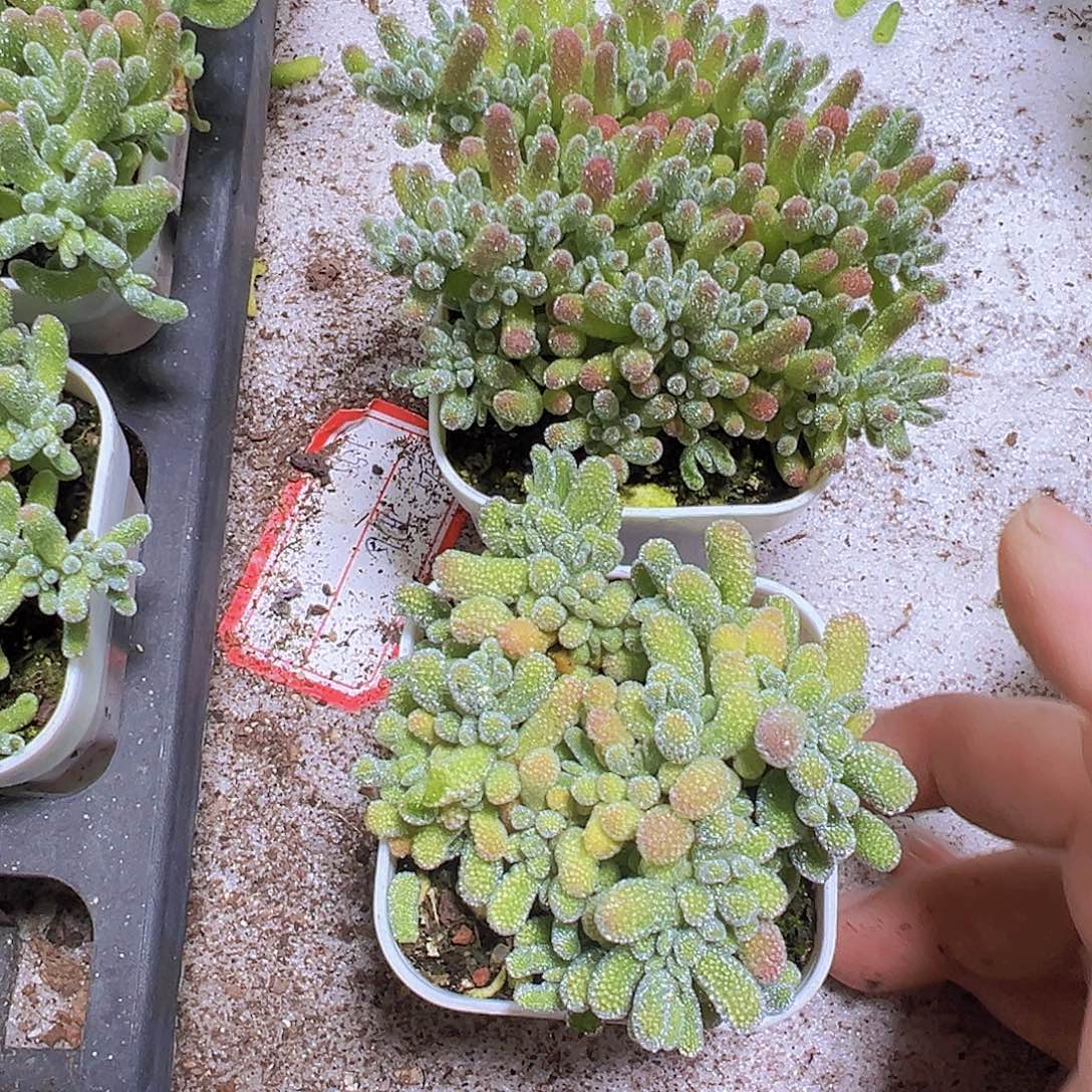 一盆冰晶一盆冰水晶2盆