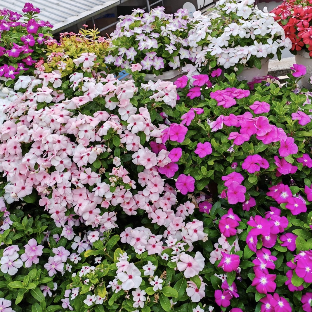 长春花颜色不选盆栽多年生四季开花爆花强植物