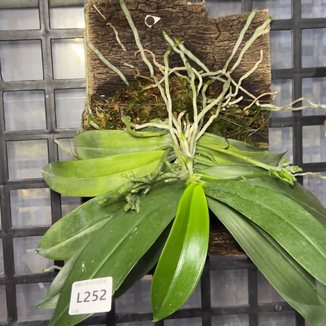 游***鱼完全开放l252斑纹蝴蝶