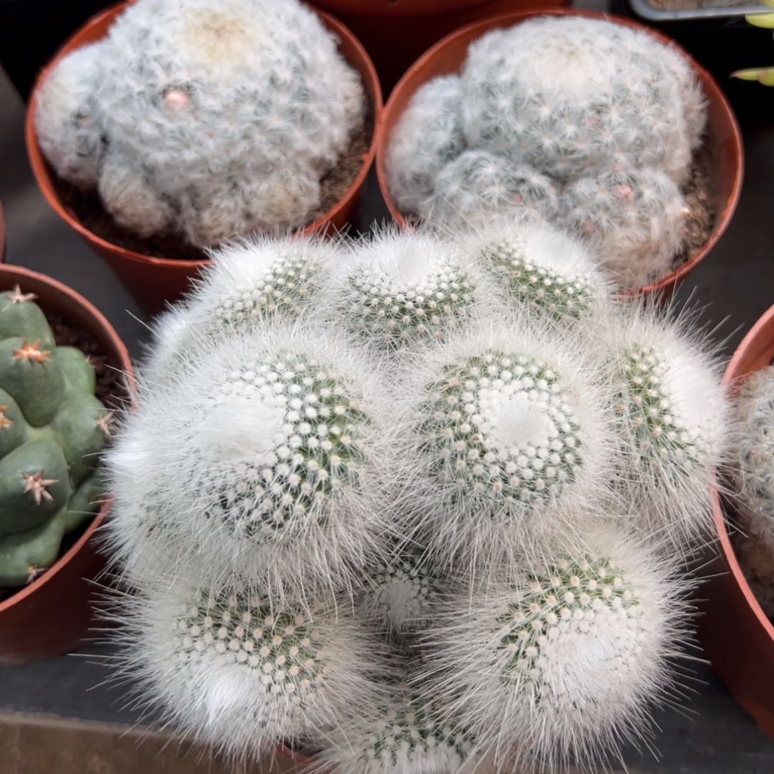 白小丁随机一颗。  