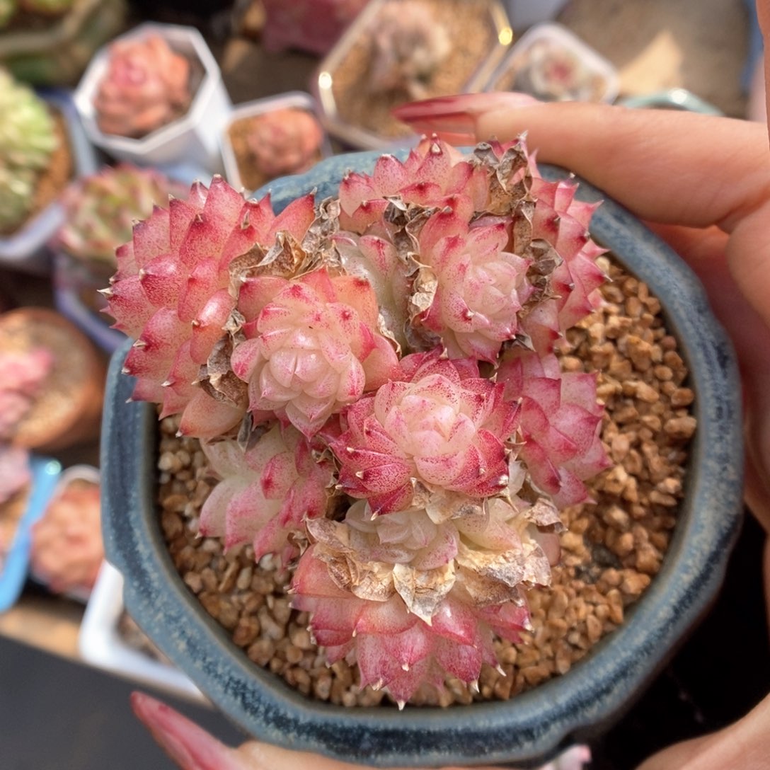 油透麦秆群生可拍 