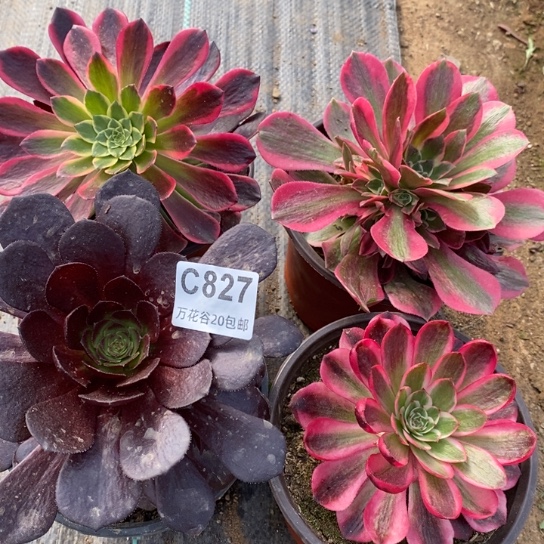 827四棵多肉植物