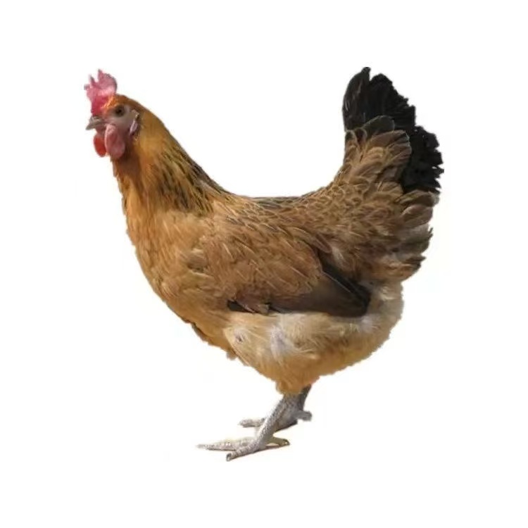 【三只装】三斤红瑶鸡农家散养鸡肉质鲜美