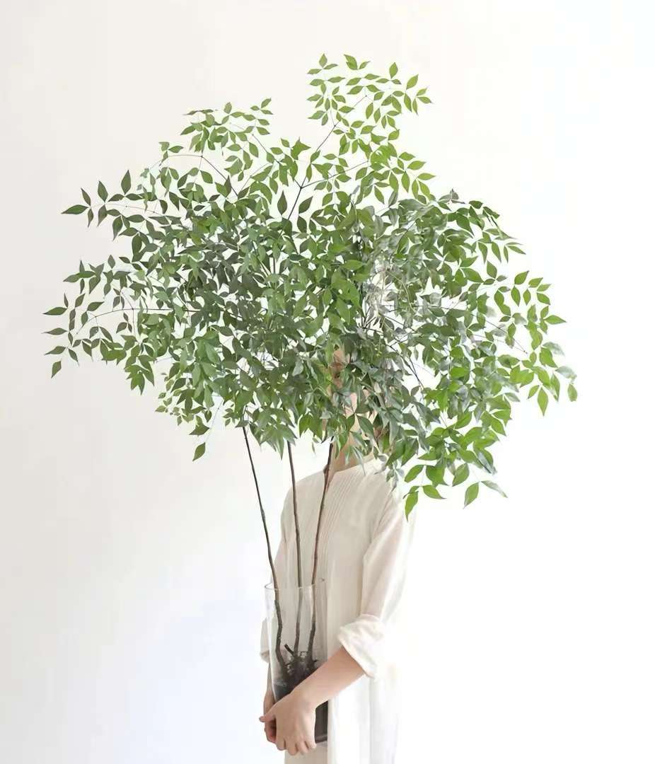 室内小森林火焰南天竹带根茂盛水养家居植物超长待机绿植客厅