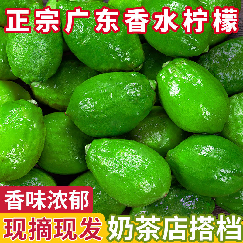 广东香水柠檬新鲜一级果大果应当季水果无籽多汁青柠檬奶茶店专用