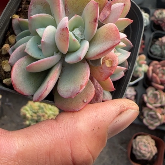 194布鲁蓝缀多肉植物多