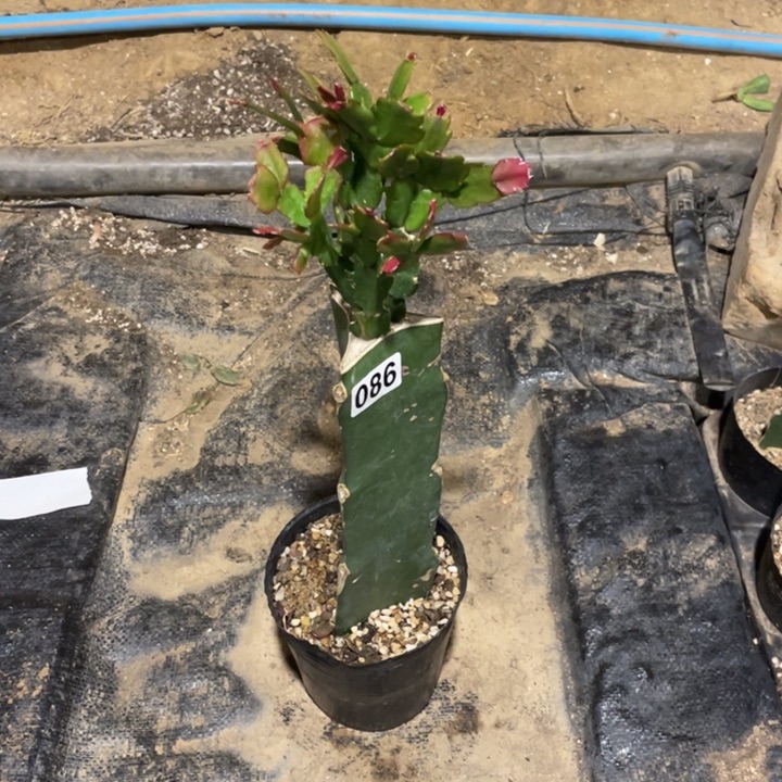 086嫁接蟹爪兰：粉黄双色