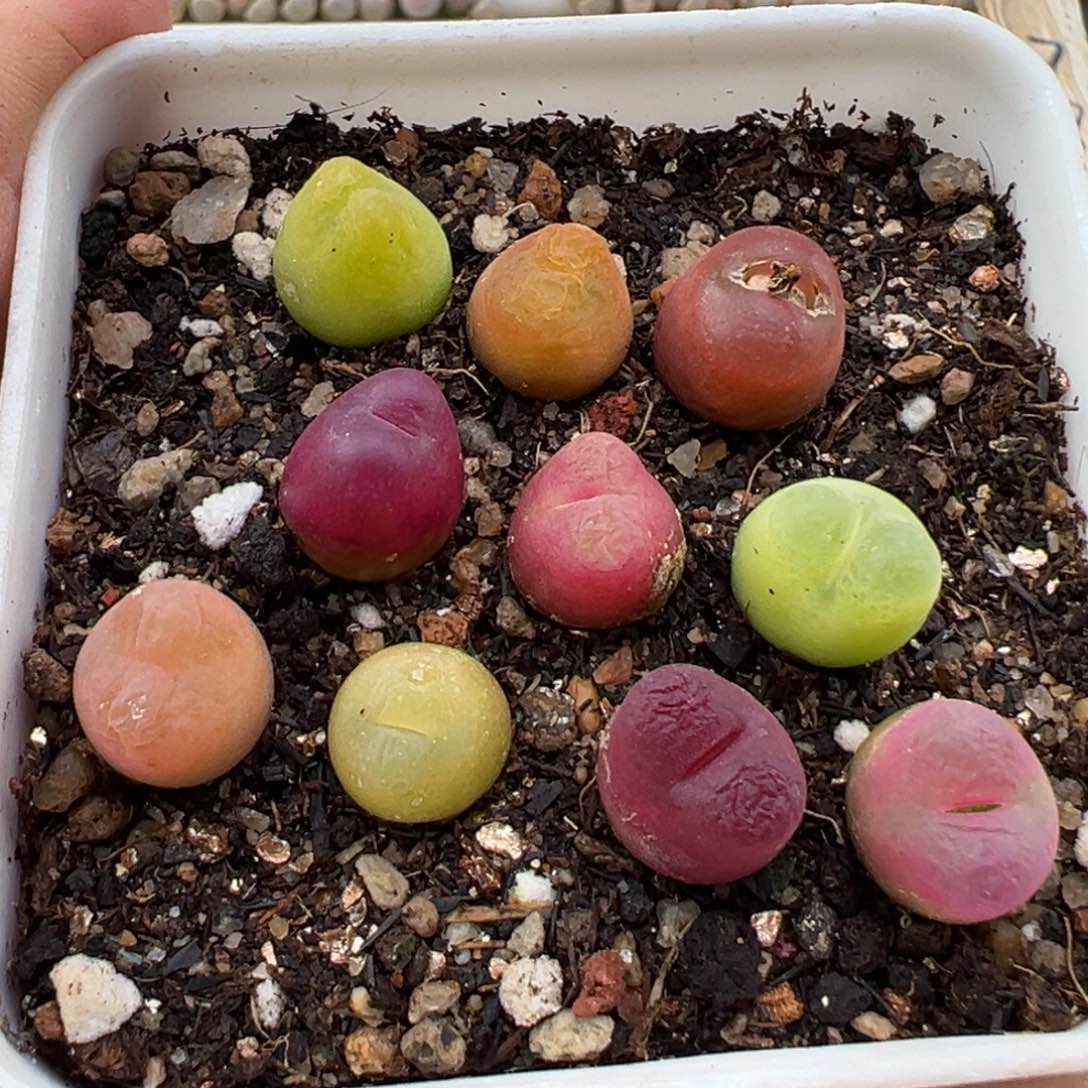 3.6好看的多肉脱土发货115