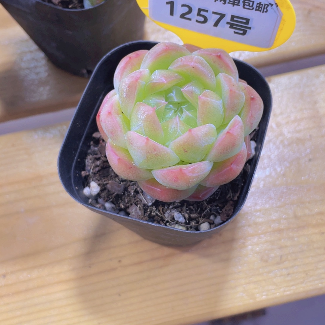 1257号 冰透珍妮单头一个