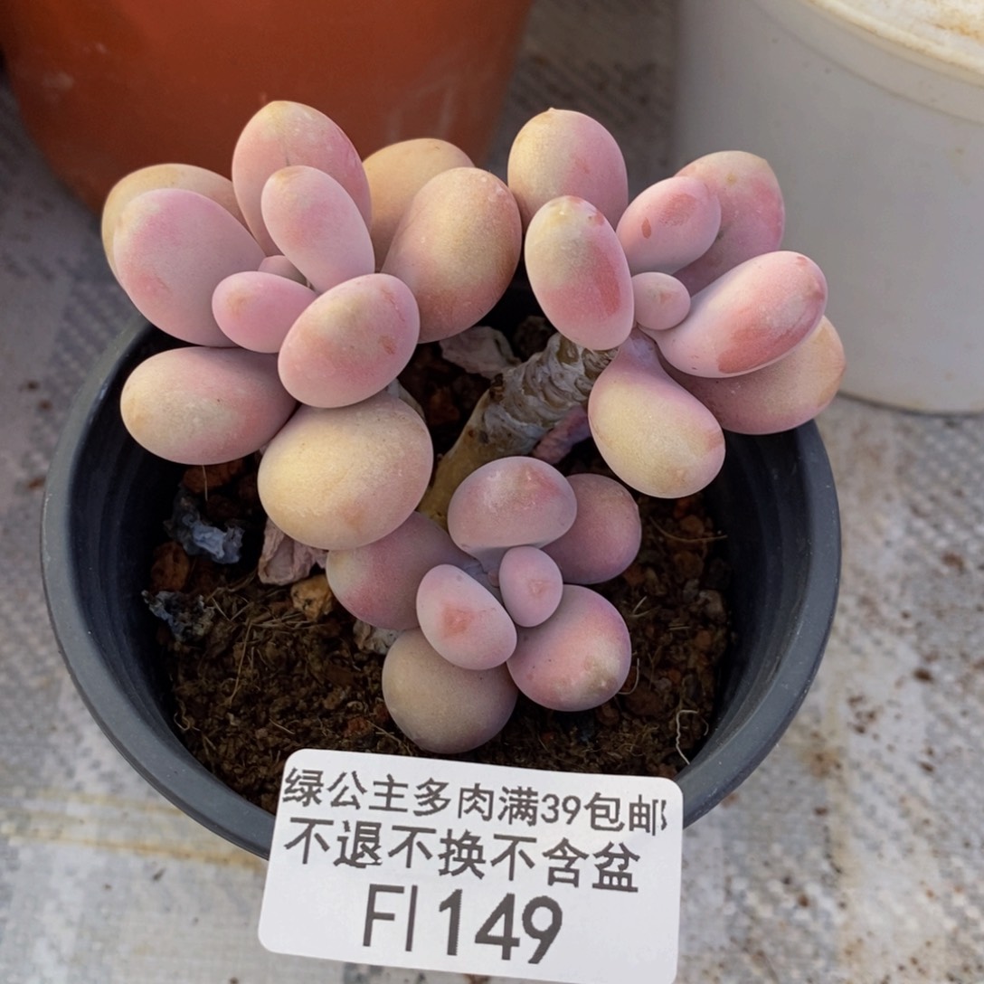 149糖果桃蛋多肉7cm