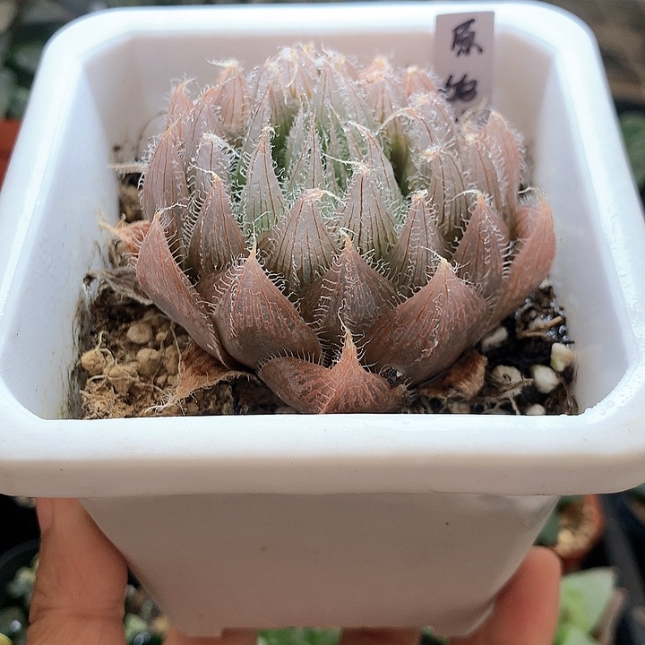 原始种玉露一物一拍