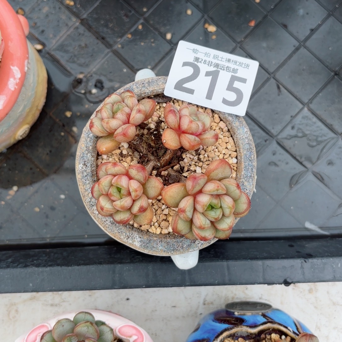 葡萄老桩无盆土发货