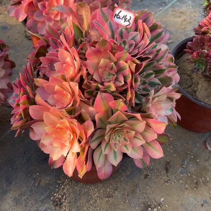 16-143香妃有砍过瑕疵多肉