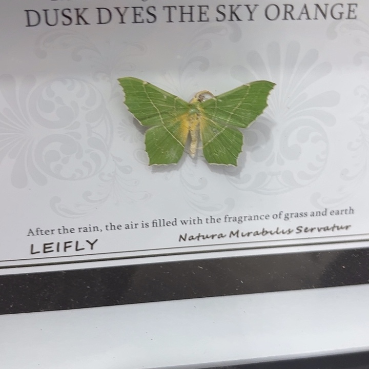 ㅤ****蝴蝶标本定制359@