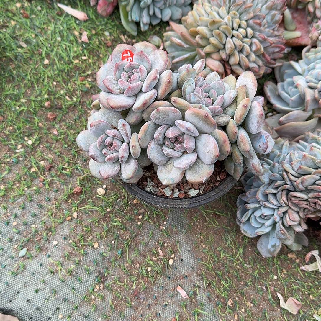 石榴籽12头有摘呀呀