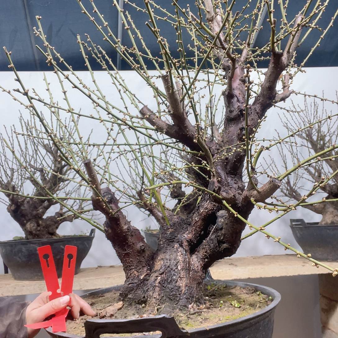 全部花苞太*梅花盆景