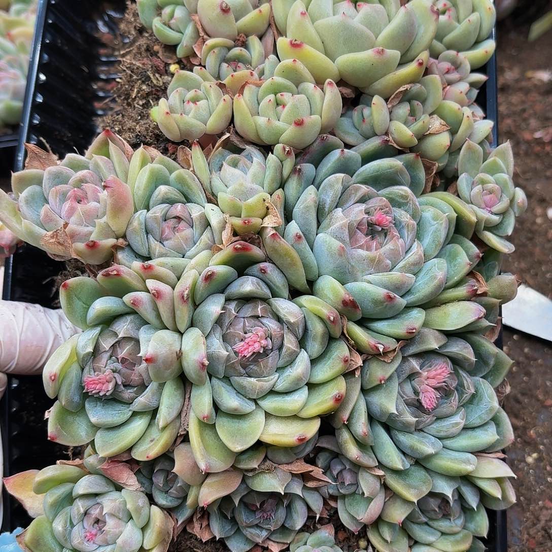 多肉植物多肉植物811