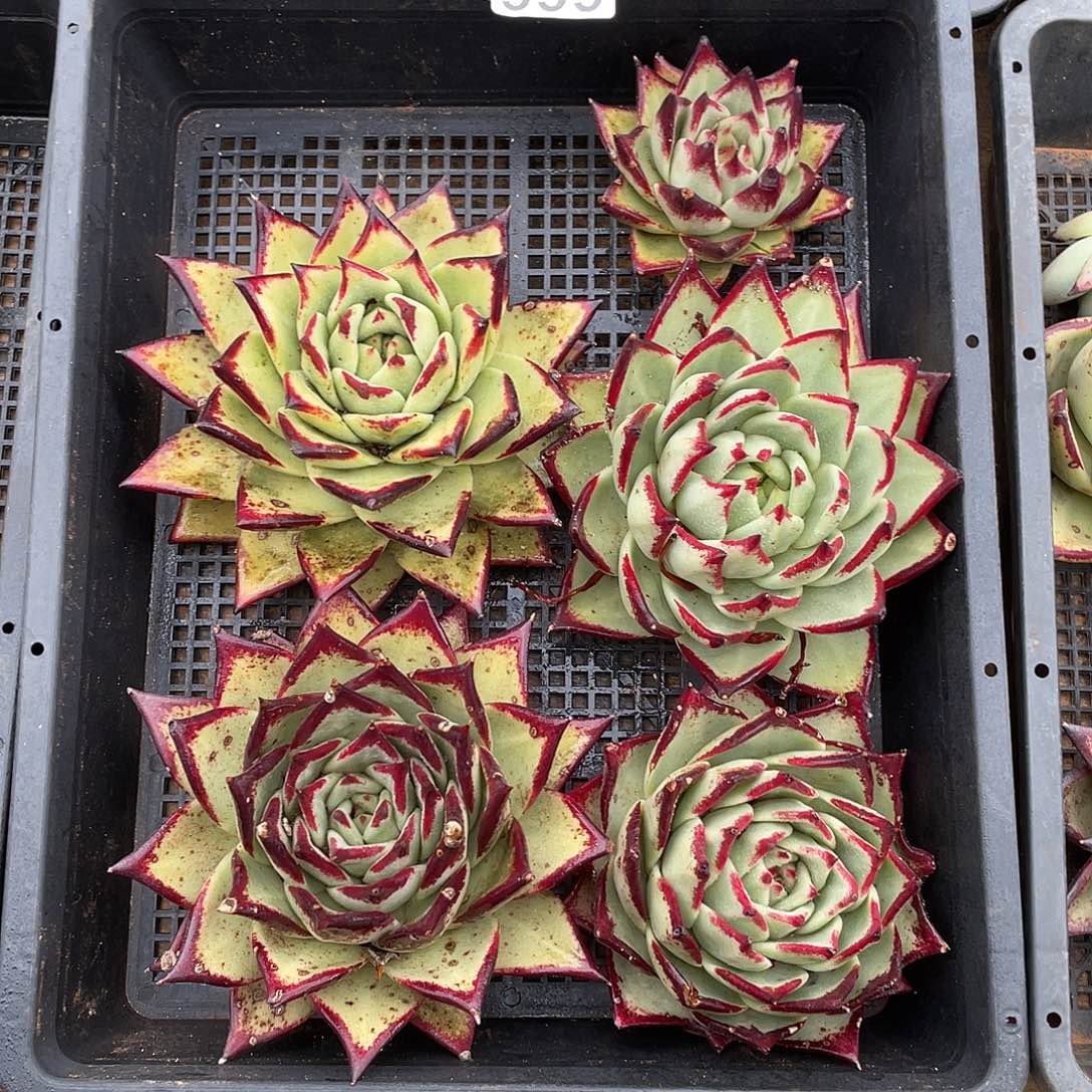 若如东云组拍666（冷链）