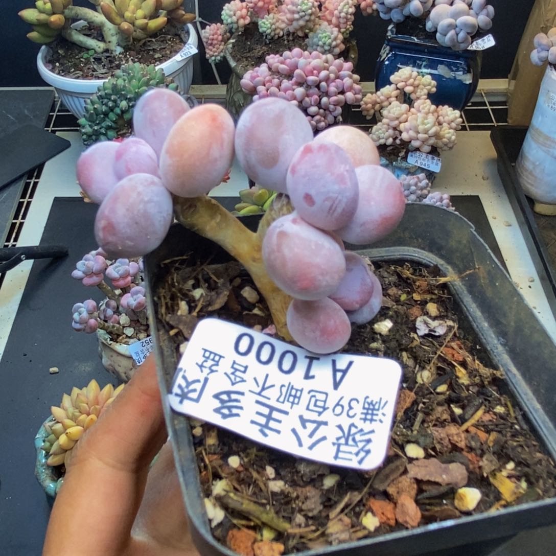 1000蛋黄奶多肉5c m