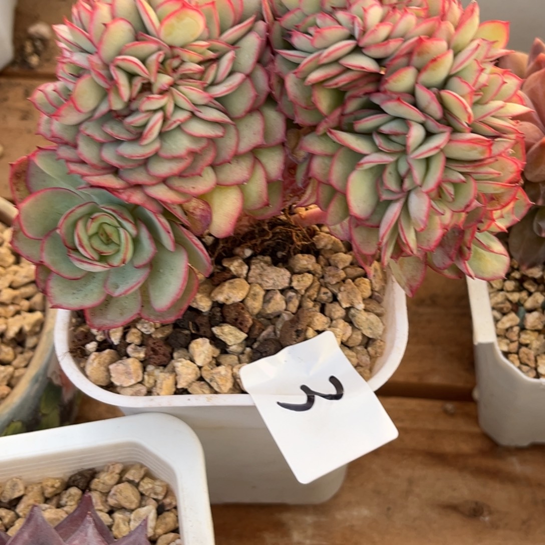 Y***寶12.7-3牡丹亭1111111111