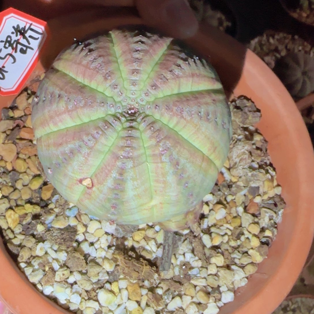 S****李块根植物块根z w