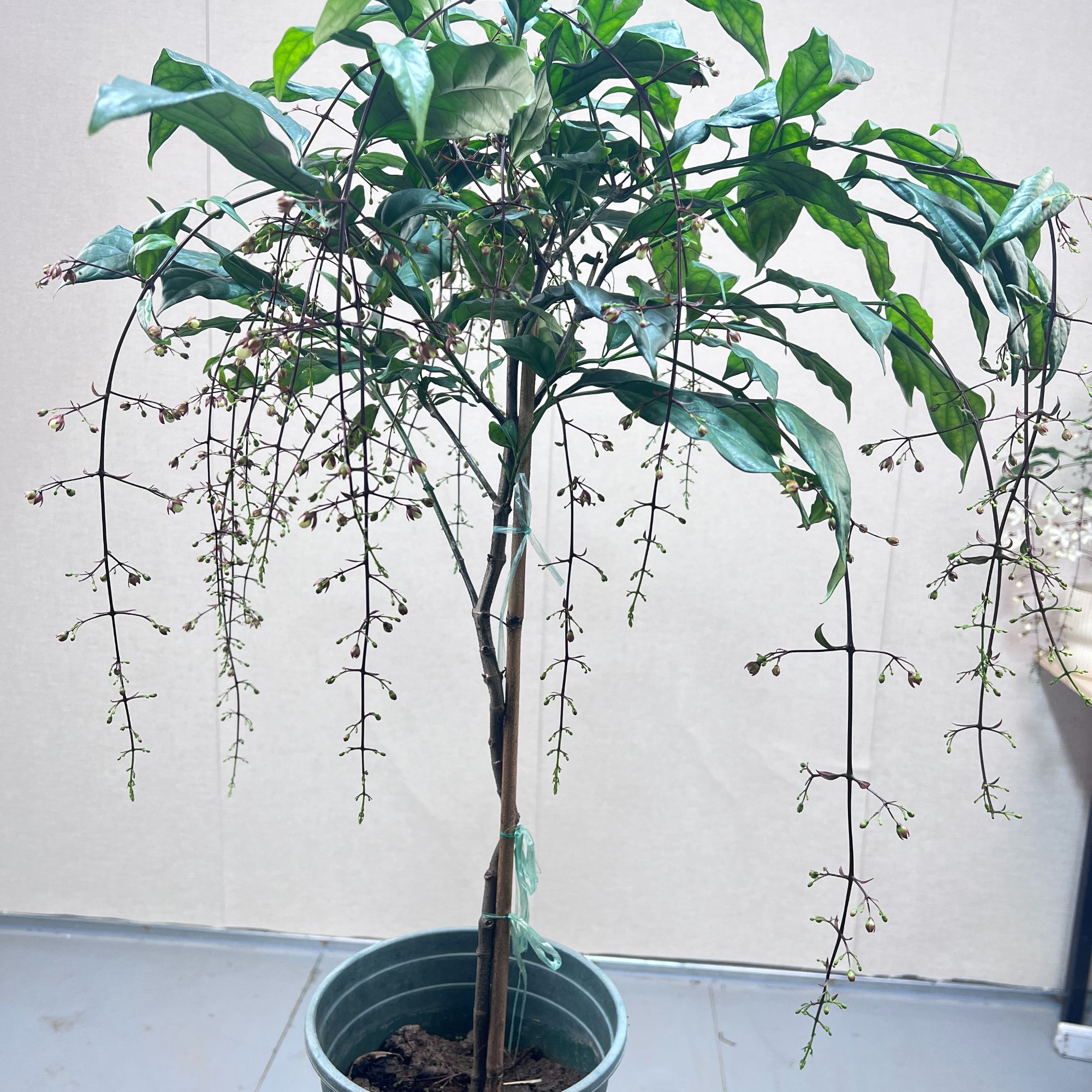 一物一拍泰国垂丝茉莉绿植盆景带花苞垂吊植物室内桌面落地