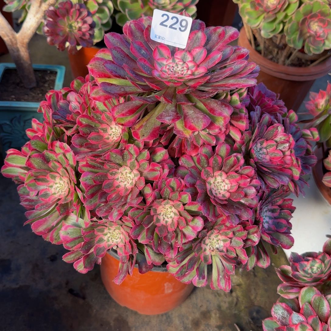 然***。铜壶锦229        