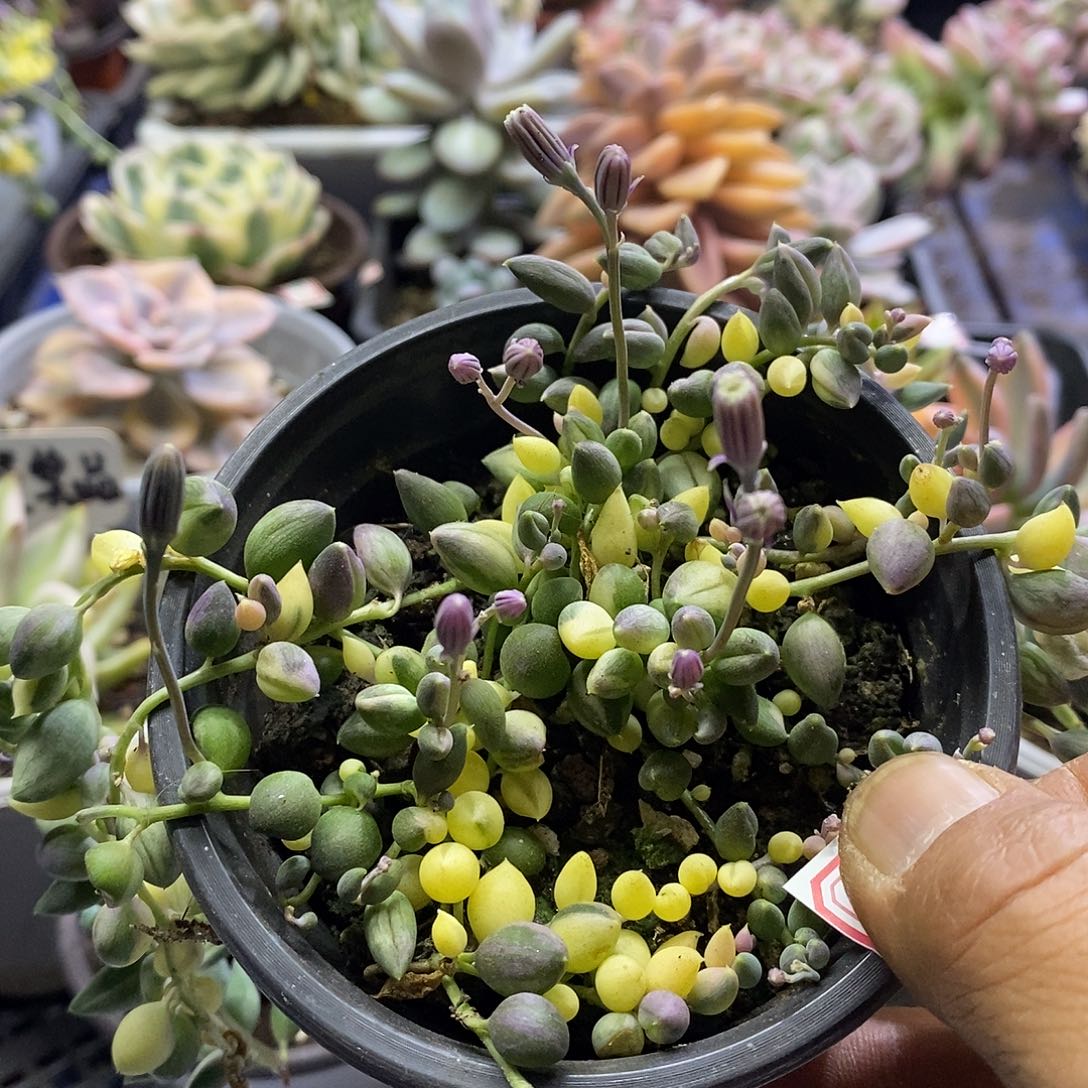 1061佛珠锦多肉植物