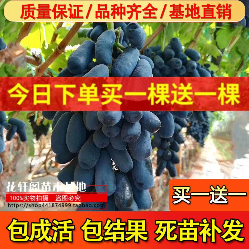 蓝宝石葡萄苗大苗果树果苗爬藤当年结果南方种植巨峰葡萄树苖盆栽