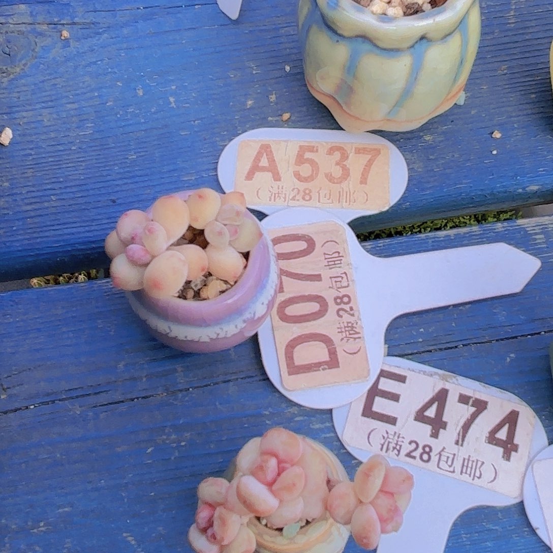 D070萤火虫一物一拍