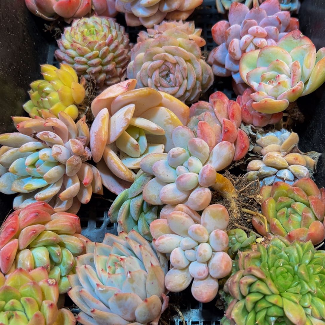 589的最后一天了啊我的天啊我