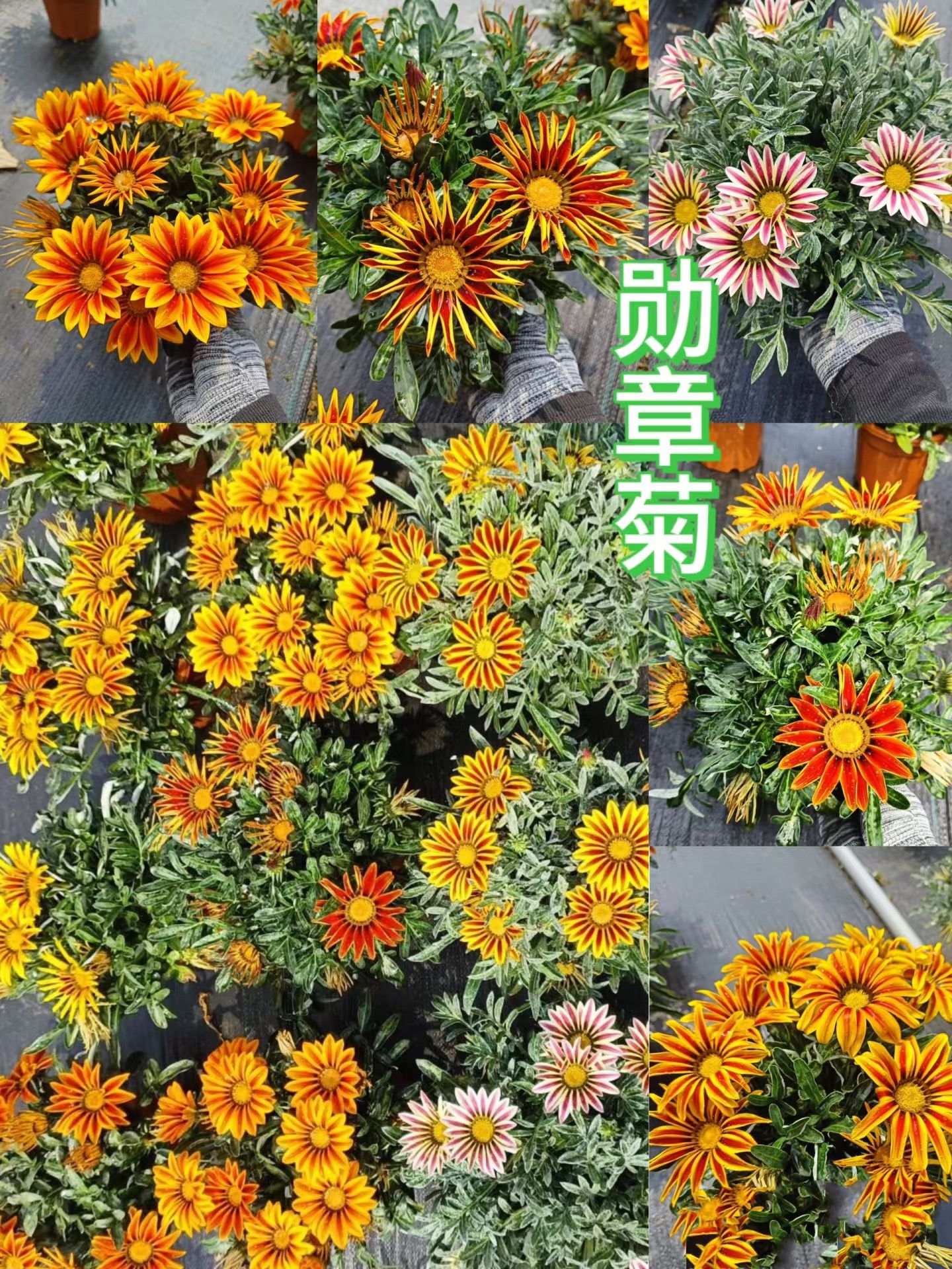 【勋章菊】盆栽成品苗带花苞阳台庭院花镜搭配多年生耐热四季花卉
