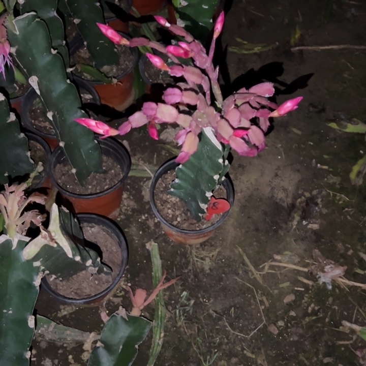 家***金当前无花栽培后可以开花如画18