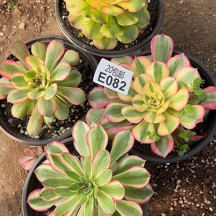 多肉植物082种植物