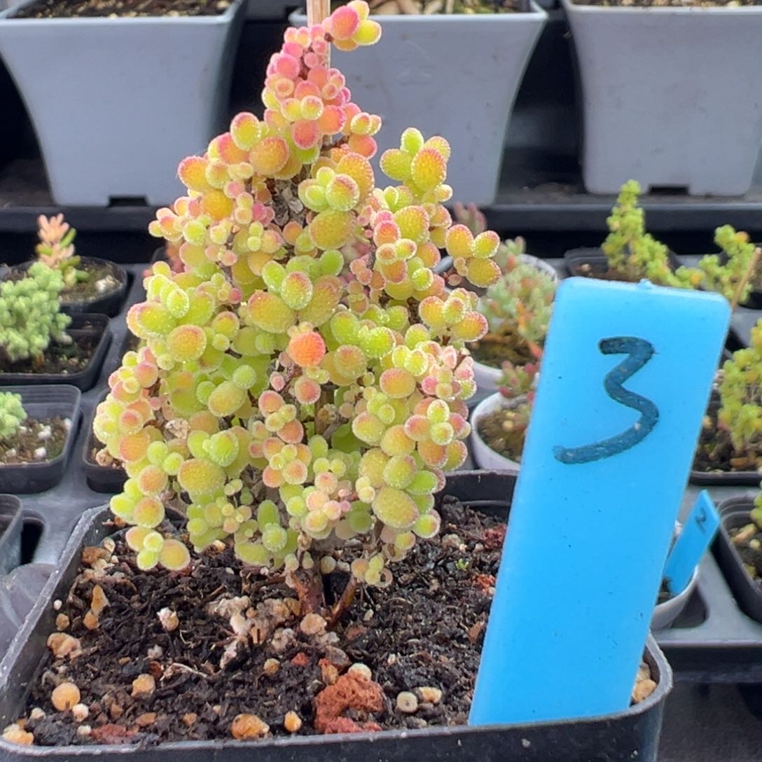 精控蜜橘糖球3号
