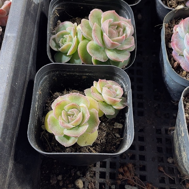 双头虾饺带盆土发货