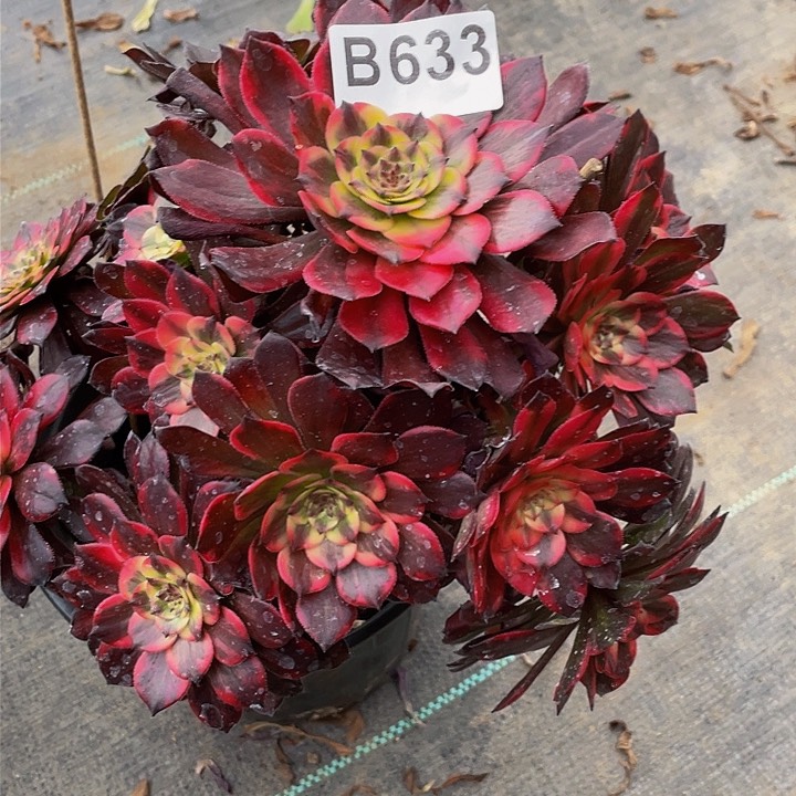 小*下多肉法师633号烟花