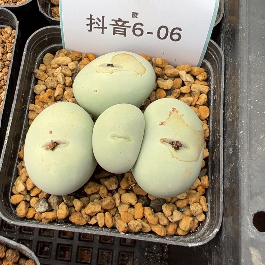 腻6-06肉锥多肉植物，