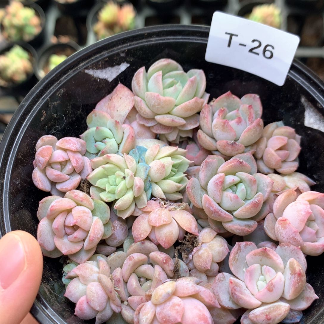 T26 珍妮糖心巫拉拉混合组合