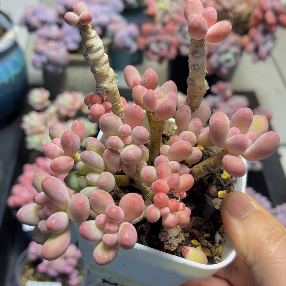 1022一代苹果奶10厘米多肉