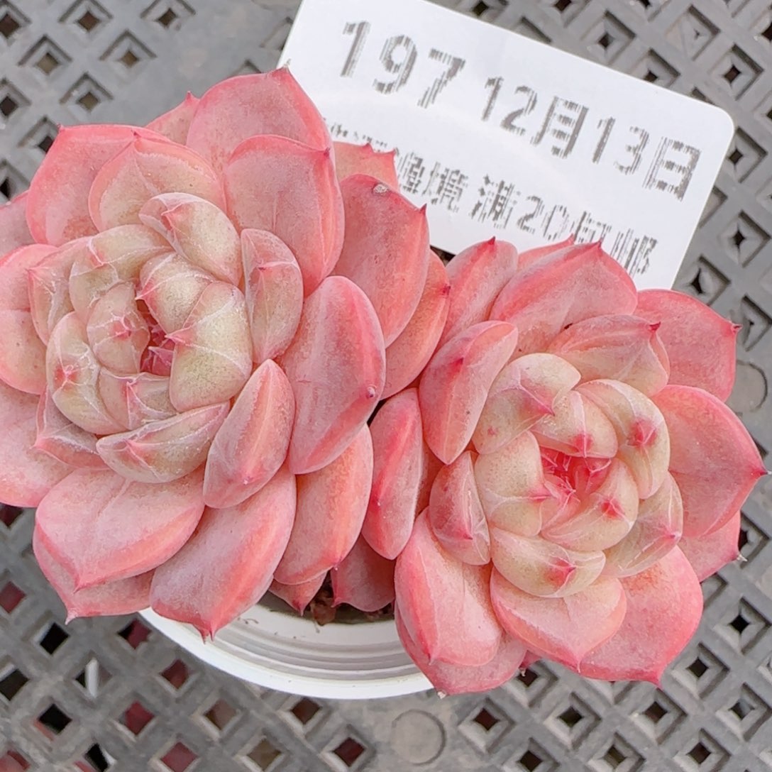 花语多肉1213-197甜心