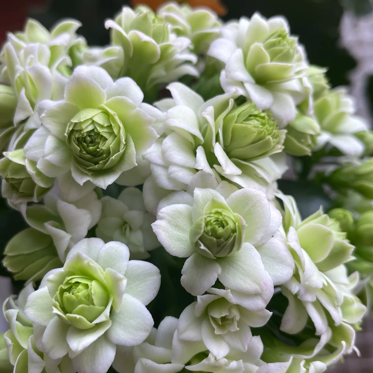 【绿巴黎】110盆新品重瓣长寿花