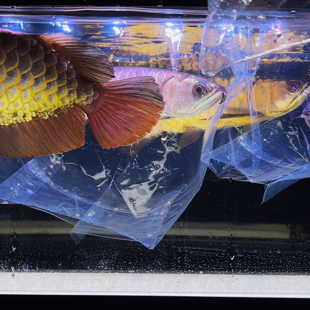 快***哥海水鱼观赏鱼热带鱼金龙鱼