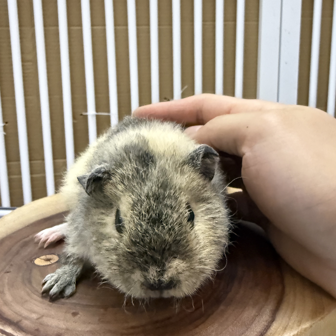 玳瑁色荷兰猪妹妹无冠无翘旋无真菌眼睛大