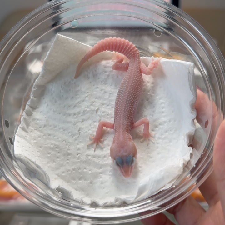 豹纹守宫超级雪花红眼暴龙母温