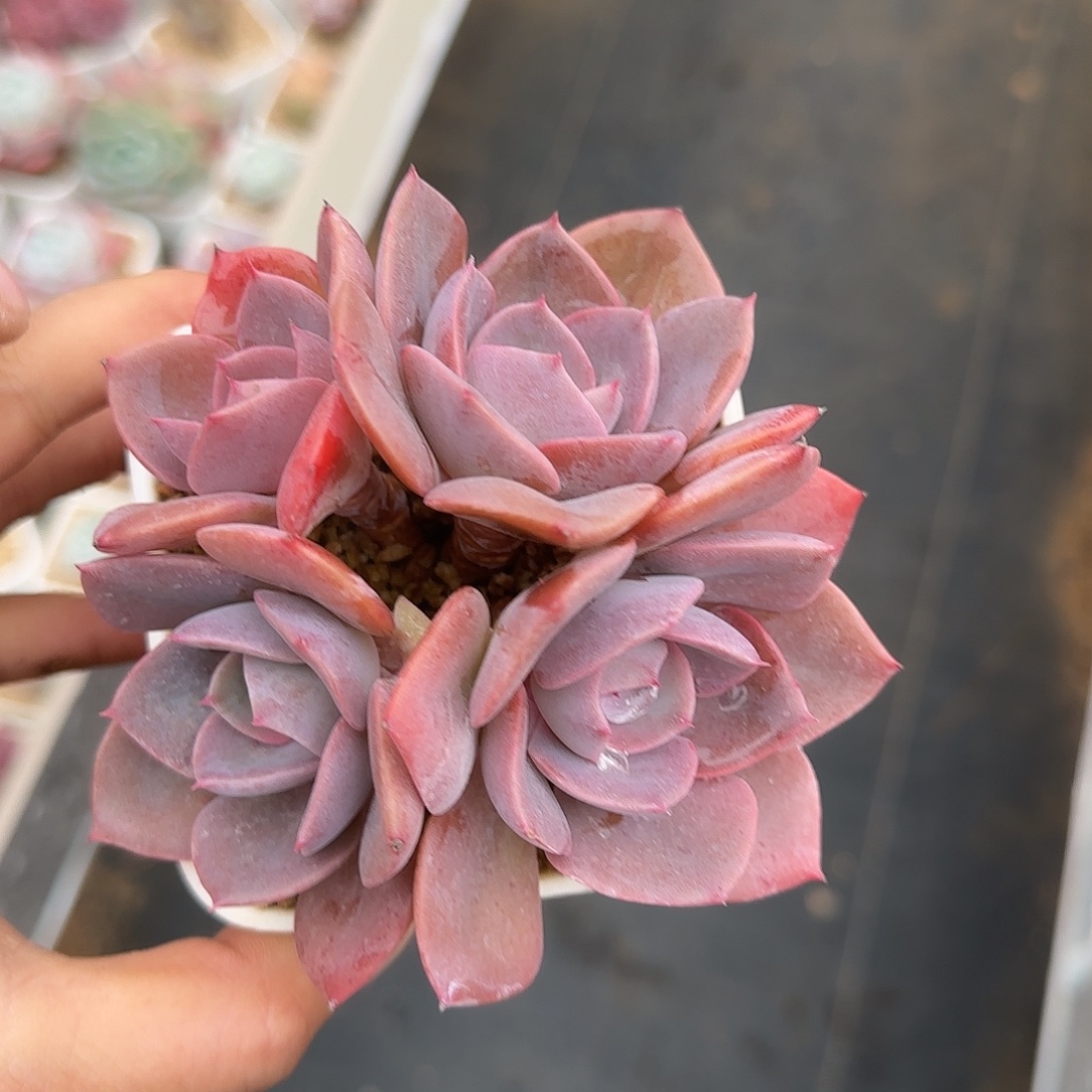 尘埃玫瑰不带盆土发货