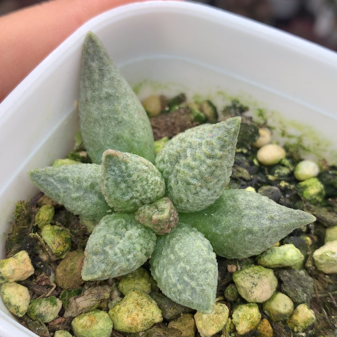 奶油冰淇淋 一物一拍