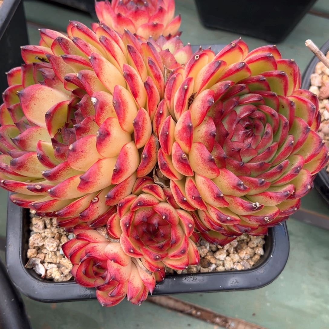 月亮石全状态多肉植物